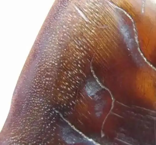 (只能说可能是犀角的鱼籽纹)(特征之一)鱼子纹鱼子纹鱼子纹非洲犀牛有