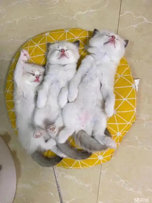 布偶猫海双蓝双英短波斯猫