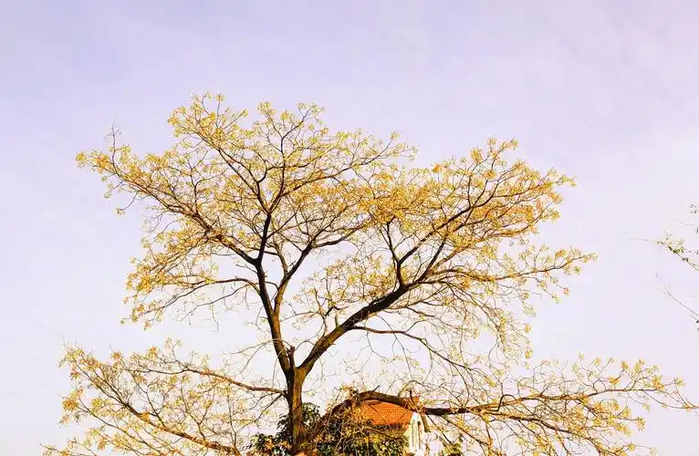 秋季树    打开微信,使用"扫一扫"即可将网页分享之朋友圈 转发到小组