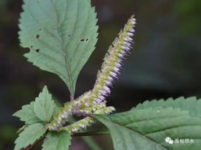 香薷elsholtzia ciliata