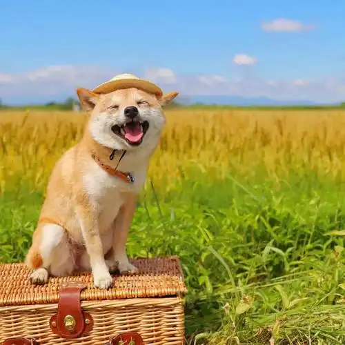 不然为什么总能笑的这么开心!