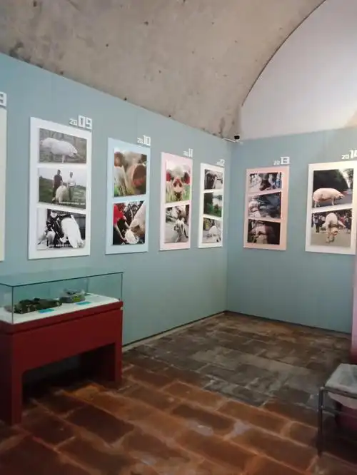 如今的猪坚强已成标本了这种意志值得发扬