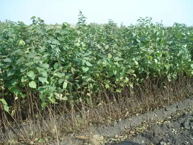 丁香花树苗地栽别墅庭院绿化植物四季开花浓香珍贵风景树木花卉苗木
