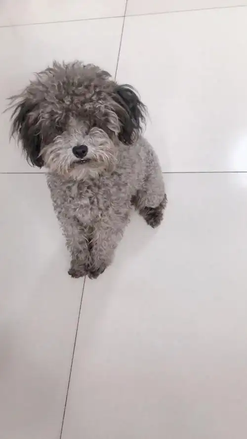 出售灰泰迪金毛电话13589078116