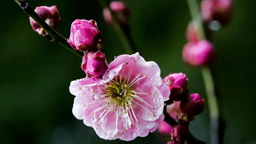 雨后梅花宽屏电脑高清壁纸高清大图预览其它尺寸_植物壁纸下载_美桌网