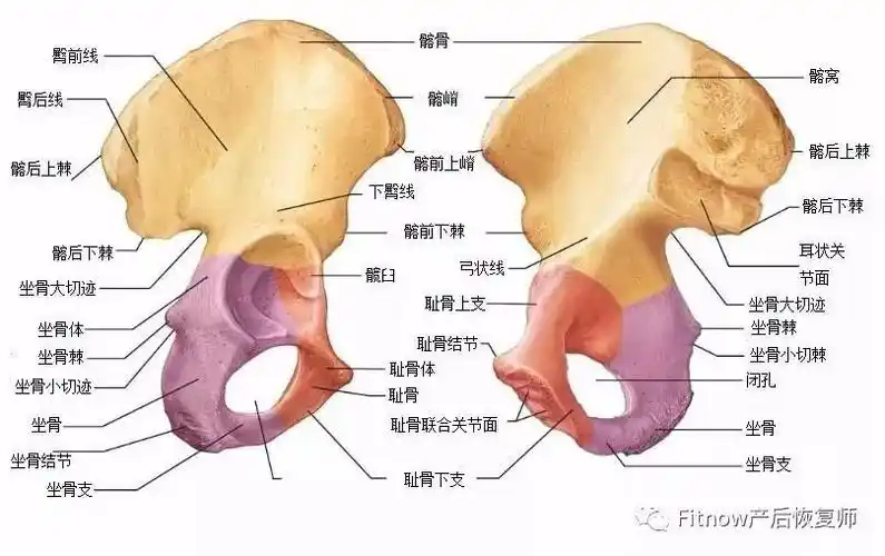 初识骨盆_髋骨
