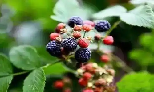 果实和黄袍同功,叶和嫩尖以红糖为引煎服,治肝急水泻有奇效乌袍制用补