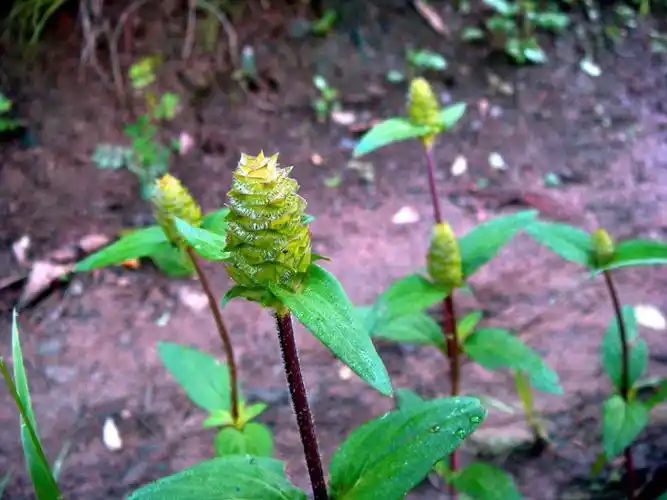 天然药库(1)夏枯草