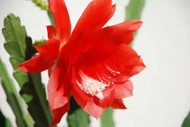 红色的令箭荷花,原创拍摄_高清图集_新浪网