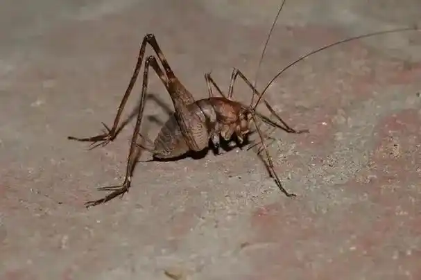 灶王爷上天靠的是什么?他的坐骑竟然是灶马!灶马其实 - 抖音