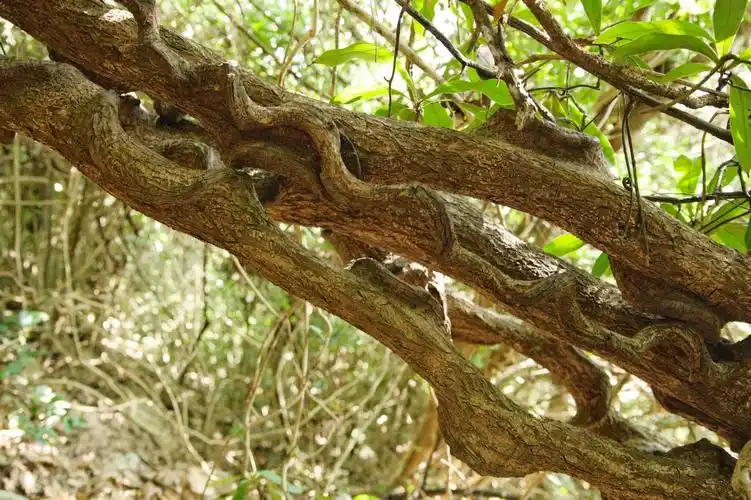 过江龙枝杆向四处延伸爬到别的树梢上结果,形似豆角.