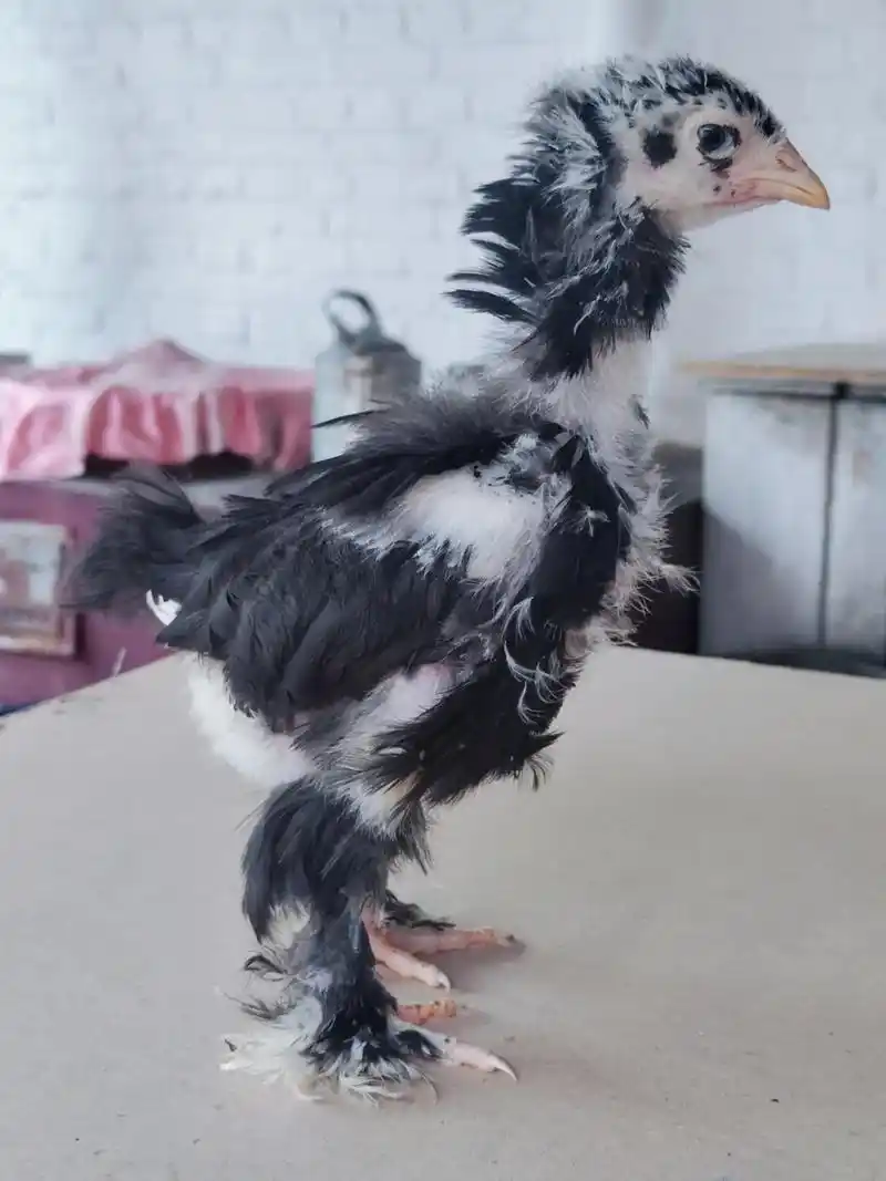 才一个月大,帅不帅#婆罗门鸡 #观赏鸡 #神奇动物在抖音 # - 抖音