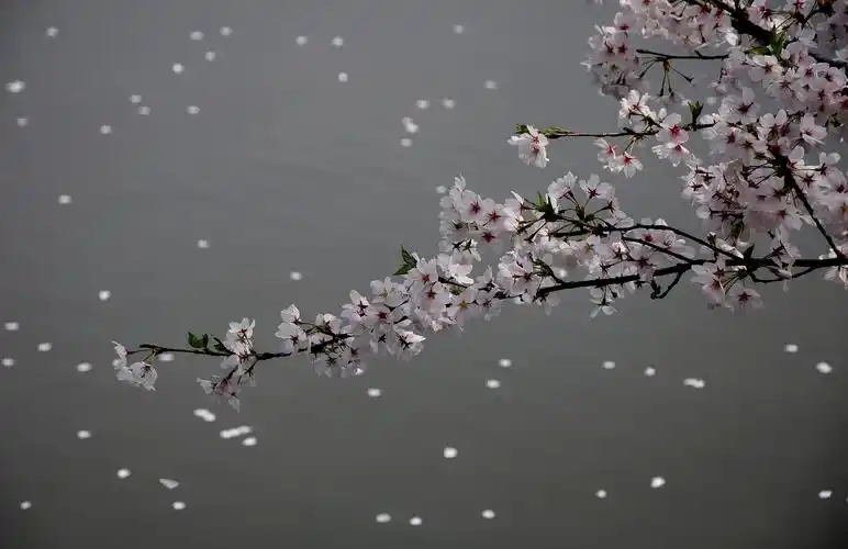 李商隐落花这首诗是什么意思怎么评析