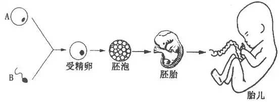 下图是人的生殖过程示意图(图中各个结构不是按照同