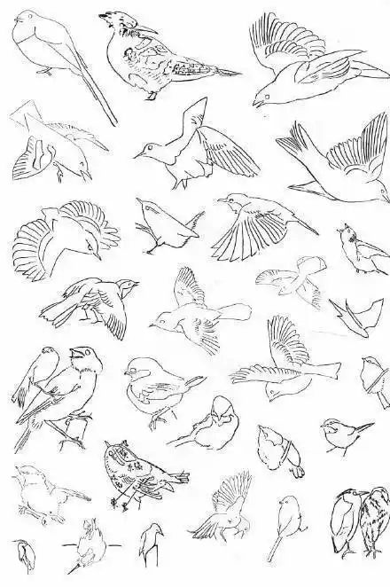 飞鸟简笔画教程