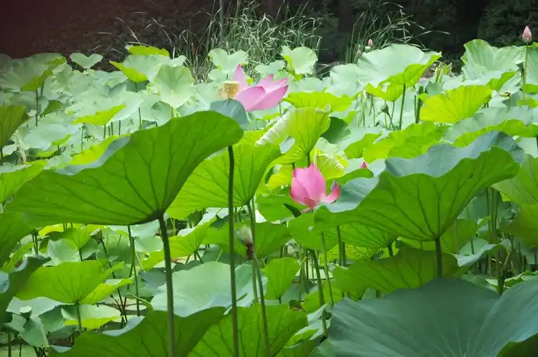 江南风景秀 最忆在碧莲 娥娜似仙子  写美篇摄于人民公园荷花池.