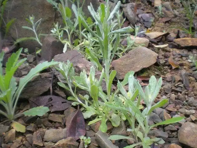 清明时节农村的这种野菜作用真是多很管用快收藏了