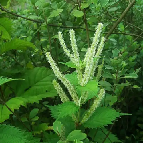 野线麻 山苎 大水麻 野苎麻 水升麻药材绿化盆栽中草药浙药种植苗--爱