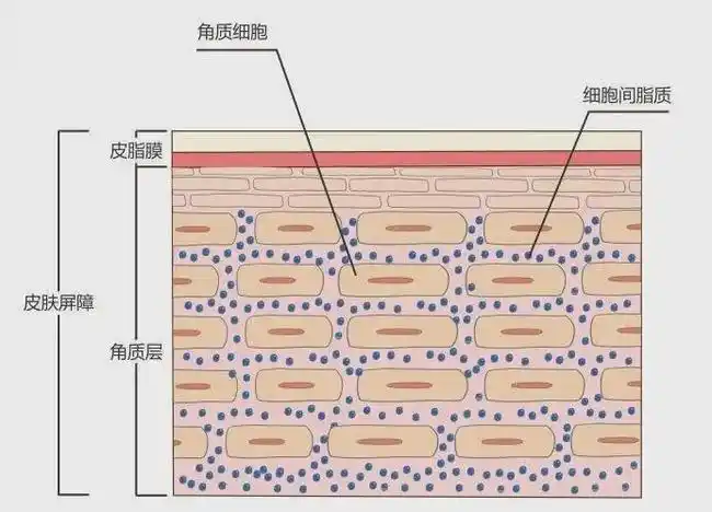 它受损了也就意味着,最外层的皮脂膜被破坏了,砖泥结构的角质层也松动