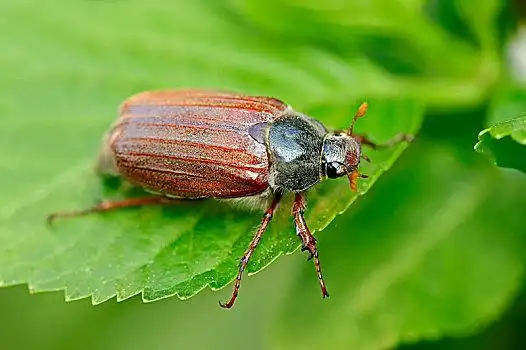 昆虫,七星瓢虫动物,昆虫,七星瓢虫犬蔷薇,蔷薇果,花园,金龟子,下