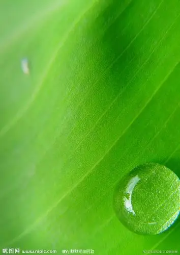 微信护眼聊天背景