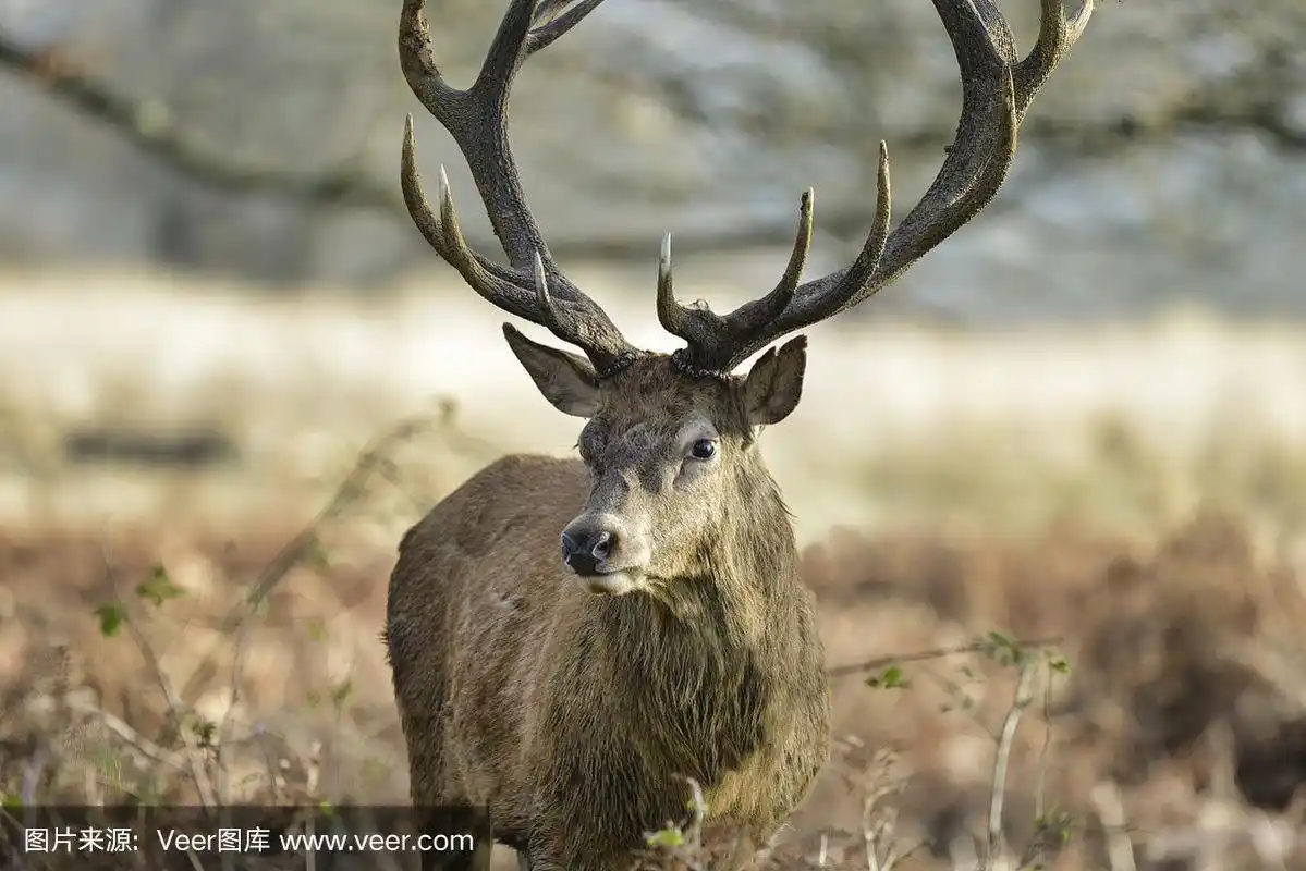 美丽的马鹿鹿埃拉弗斯雄伟的鹿角在秋天秋天的森林景观