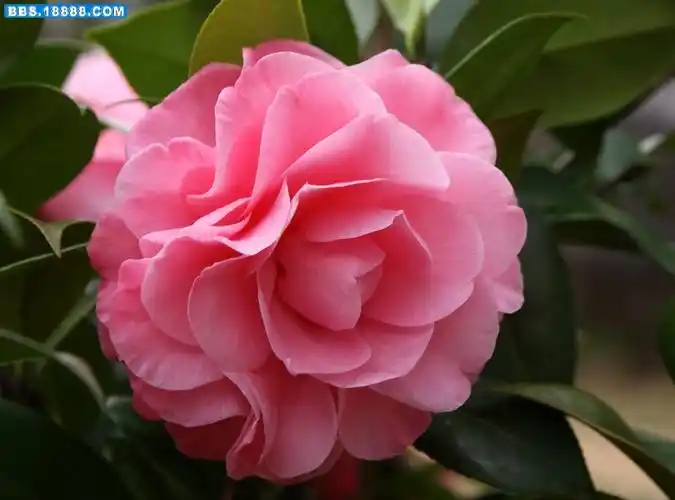 茶花61萨维达之梦 奥雕石| 花卉花草 - 青鸟,花鸟鱼虫网 鸟|鸟类|鸟