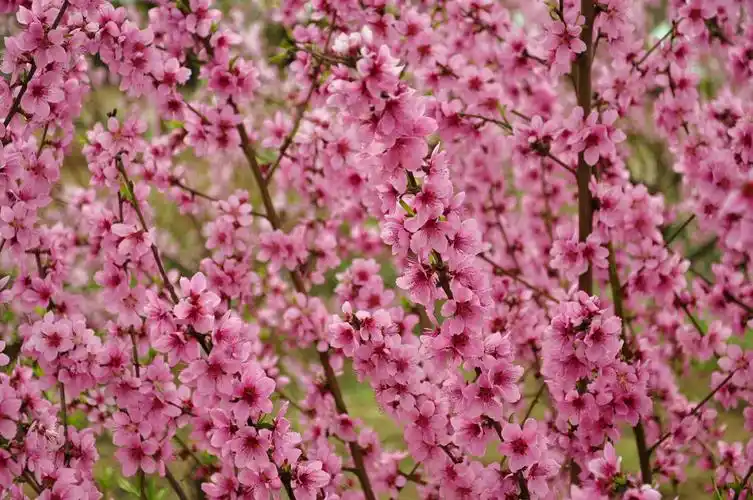 在那桃花盛开的地方