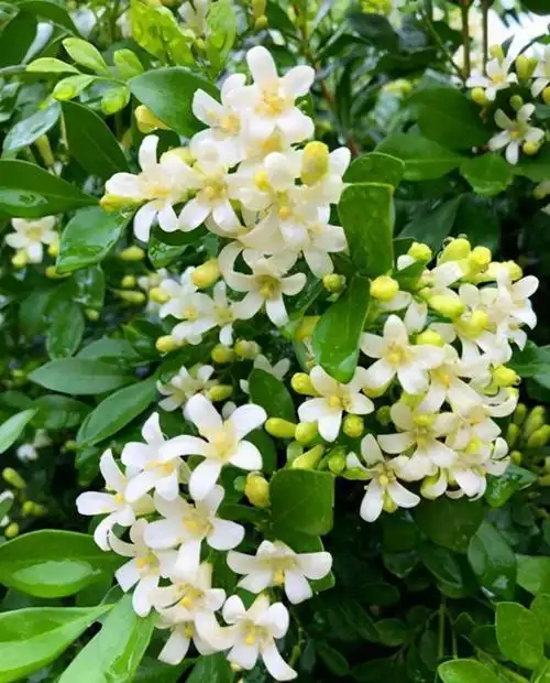 可以观叶,观花和观果的九里香植物,不用频繁修剪就花朵开不断