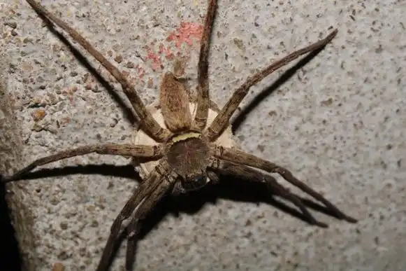 一只大蜘蛛在墙上衔着白色的卵图片下载