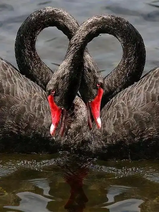 娴静优雅黑天鹅.要想拥有美丽的双眼,请寻找他人的优点;要想拥 - 抖音