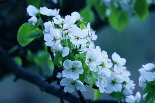 妙菩提张其寨梨花摄影作品欣赏《寻觅春天系列之一》