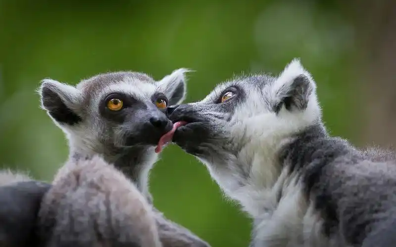 首页 动物与鸟 狐猴 两个狐猴俏皮 壁纸 两个狐猴俏皮 壁纸 - 1920x