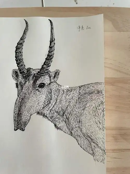 钢笔画长鼻羚羊