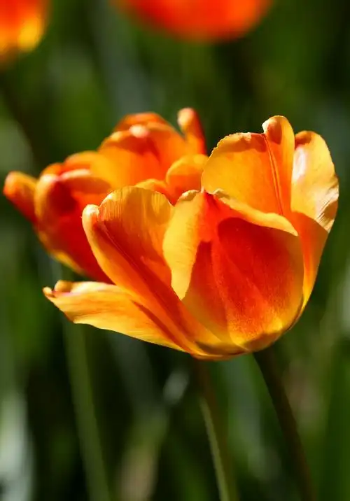 顺光拍摄练习花儿与孙儿