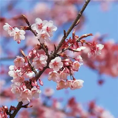 最美梅花头像图片