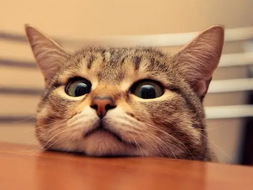 描述: 小猫咪我饿了-动物摄影高清壁纸 当前壁纸尺寸: 1280 x 960