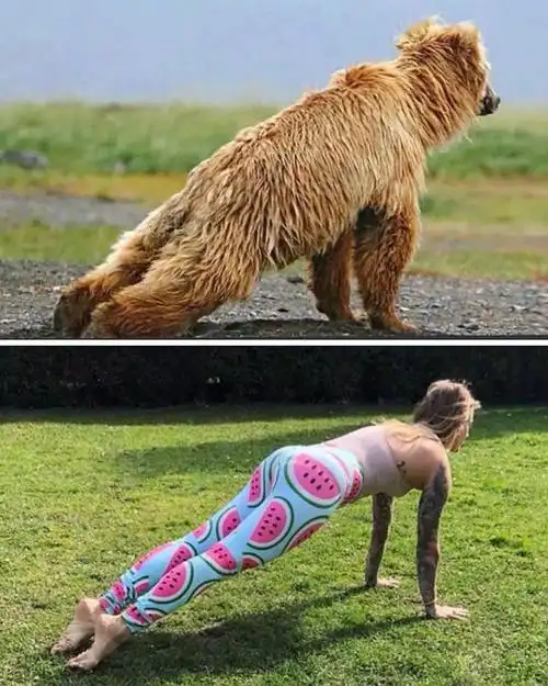 脑洞大开模仿动物练瑜伽 | 搞笑集