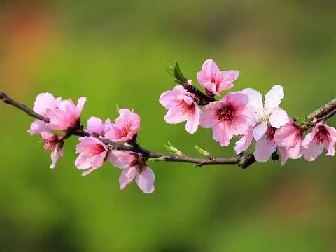 2021年怎么招桃花运招桃花运的方法