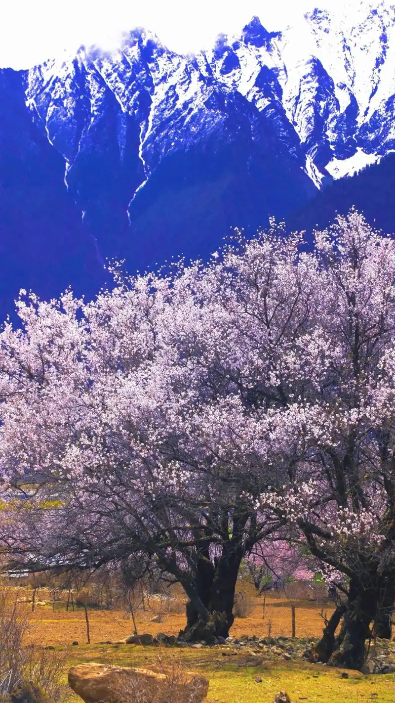 又是一年桃花季.#图文伙伴计划 #最美的风景在路上 #林芝桃 - 抖音