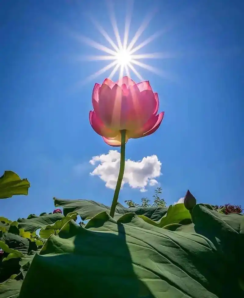 荷花盛开 #映日荷花别样红 #好运莲莲 #荷花池塘美景绘画 - 抖音