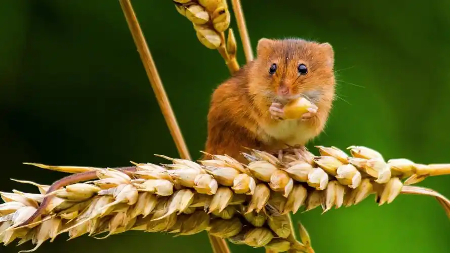 可爱小巢鼠电脑桌面壁纸