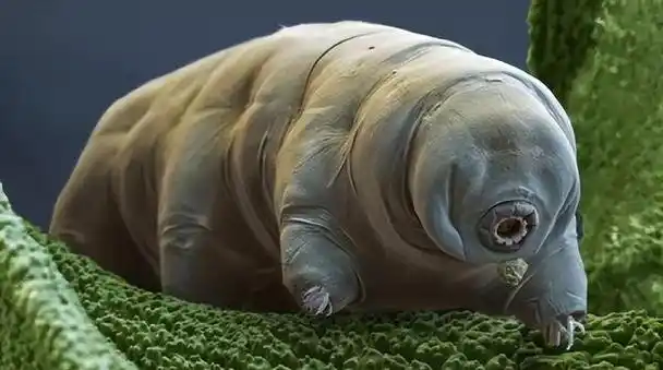 似乎没有任何自然灾害能够对其造成威胁,因此被誉为"地球上最强生物"