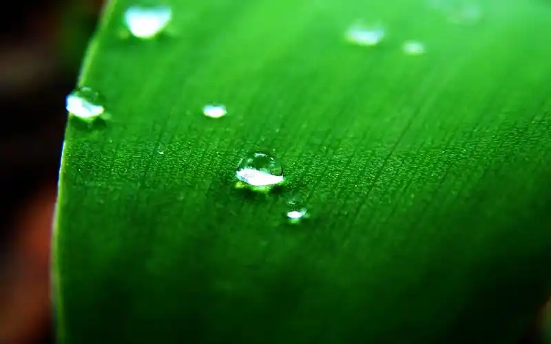 高清养眼绿色桌面壁纸1920x1200