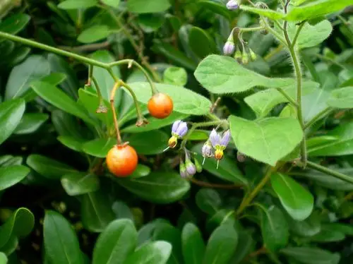 中医 中药大全 清热药 白英  学过一点医学上的皮毛之后,了解到原来