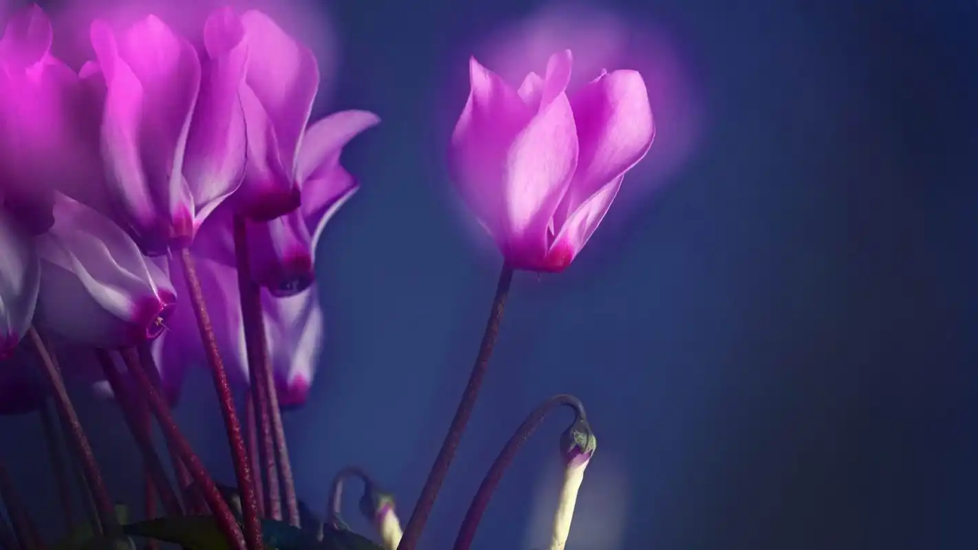 唯美花卉仙客来宽屏电脑桌面主题壁纸下载(二)