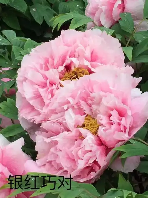 洛阳国际牡丹园-2017 04 16