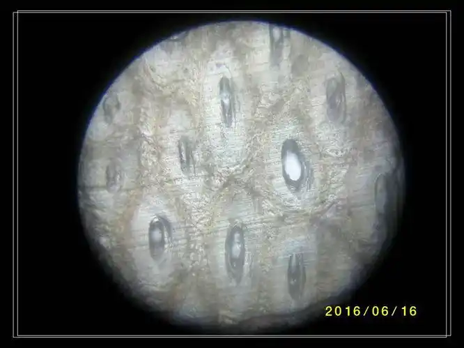 角具非均质性在正交偏光下显示干涉色图像制成的薄片在偏光显微镜下的