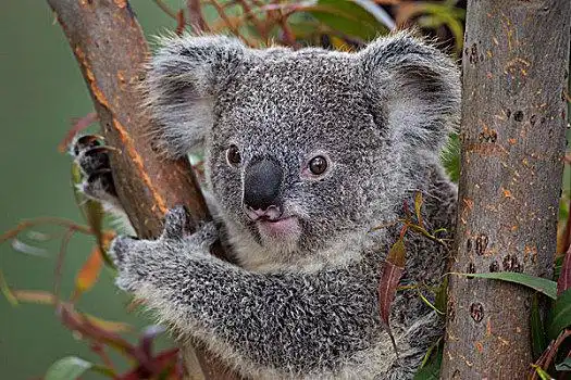 考拉图片大全_考拉高清图片下载_图片网