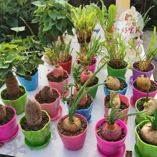 水培洋葱土培发芽红薯幼儿园种植盆栽儿童观察日记蔬菜植物小盆栽